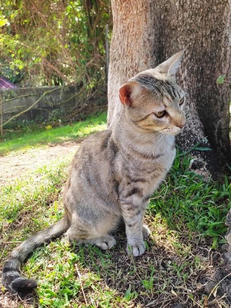 RAYA, chaton femelle européen