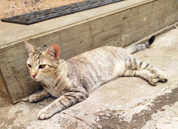 RAYA, chaton femelle européen