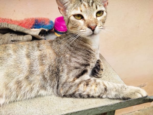 RAYA, chaton femelle européen