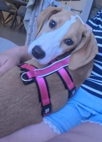 🐕 Mona sucht ihre Familie 🐕