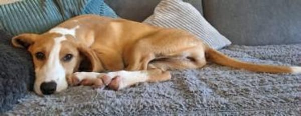 🐕 Mona sucht ihre Familie 🐕