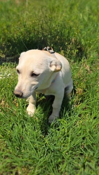 Bambam sucht ein schönes Zuhause