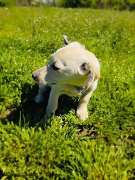 Bambam sucht ein schönes Zuhause