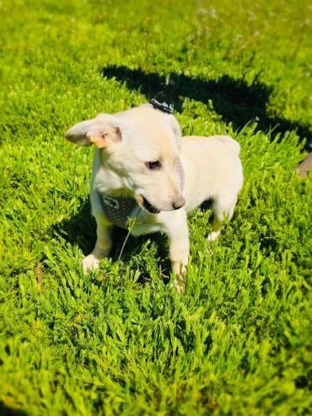 Bambam sucht ein schönes Zuhause