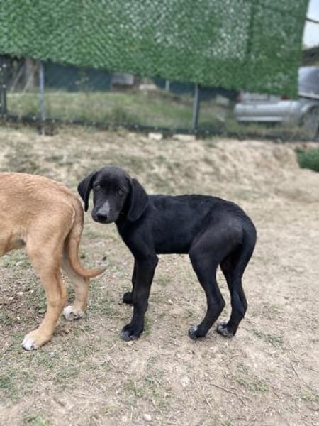 Stevie - aufgeschlossener & sanfter Rüde