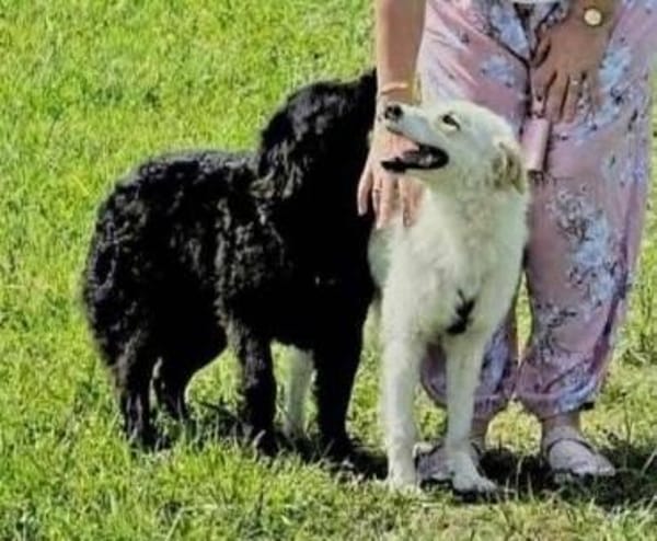 LENNIE sucht Zuhause