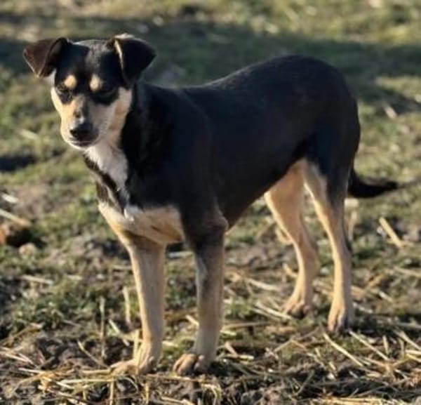 Greta die Pinschermixdame in Bayern