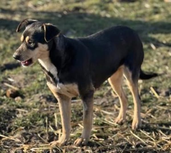 Greta die Pinschermixdame in Bayern