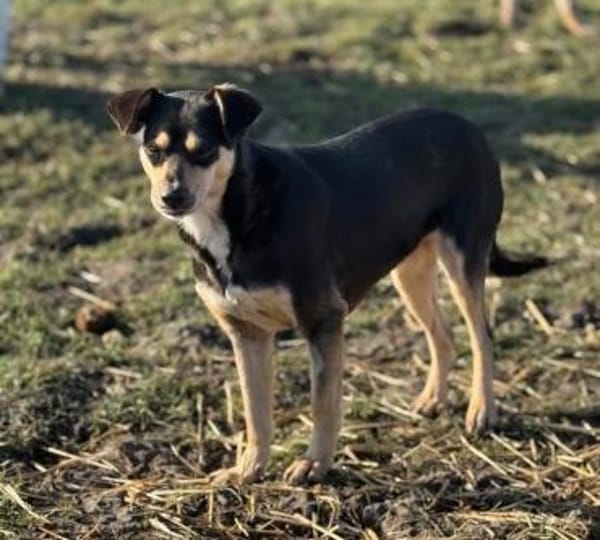 Greta die Pinschermixdame in Bayern