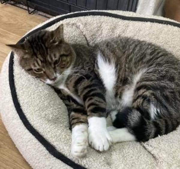 Freddy - ein besonderer Kater