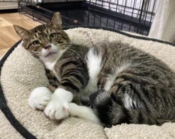 Freddy - ein besonderer Kater