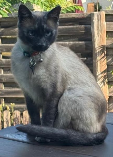 Yoki eine Bilderbuchkatze in Bayern