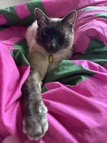 Yoki eine Bilderbuchkatze in Bayern