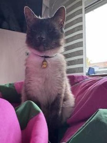 Yoki eine Bilderbuchkatze in Bayern