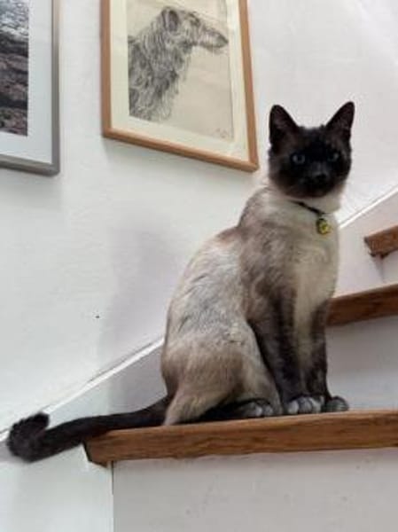 Yoki eine Bilderbuchkatze in Bayern