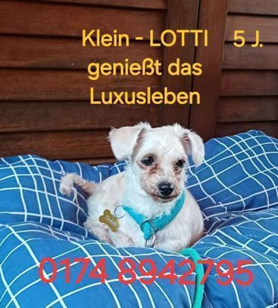 LOTTI  sucht fröhliches Zuhause
