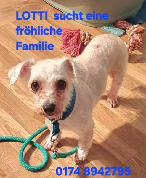 LOTTI  sucht fröhliches Zuhause