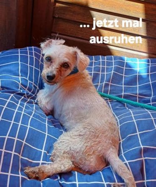 LOTTI  sucht fröhliches Zuhause