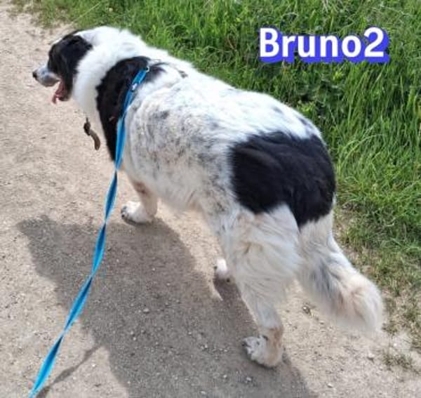 Bruno 2 - gemütlich, ruhig - Gnadenbrot