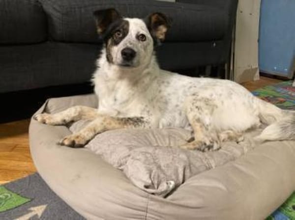 🐾 Valentina sucht ihr Zuhause 🐾