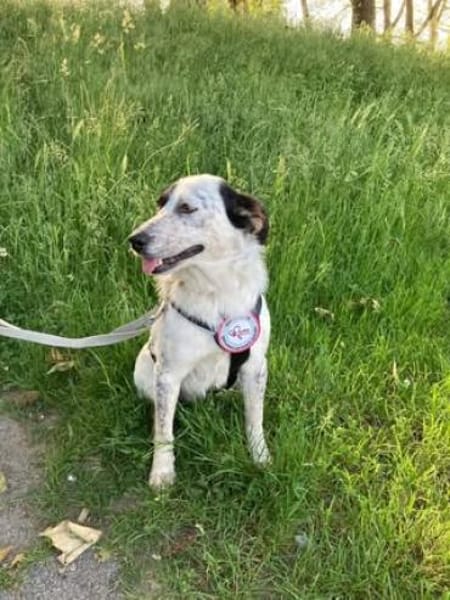 🐾 Valentina sucht ihr Zuhause 🐾