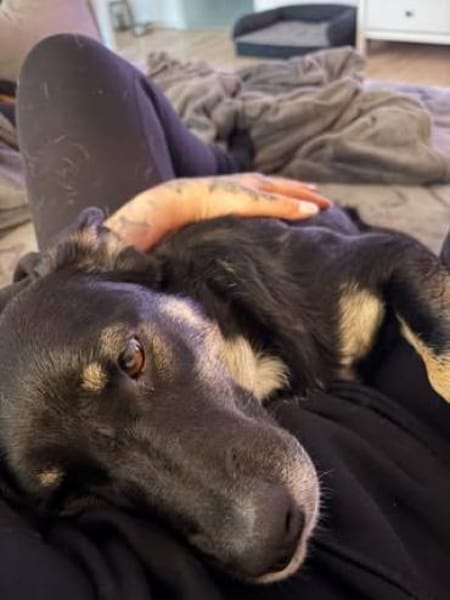 Dreibeinchen Ayka❤ sucht ihr Zuhause