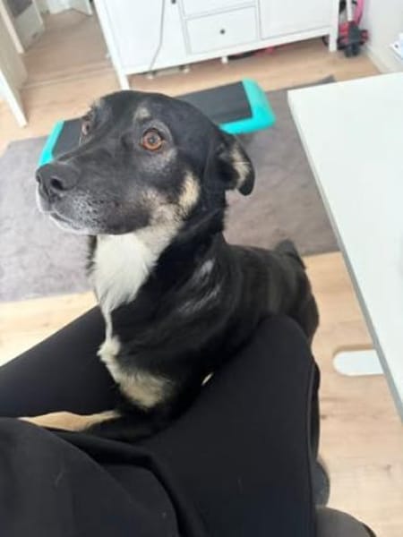 Dreibeinchen Ayka❤ sucht ihr Zuhause