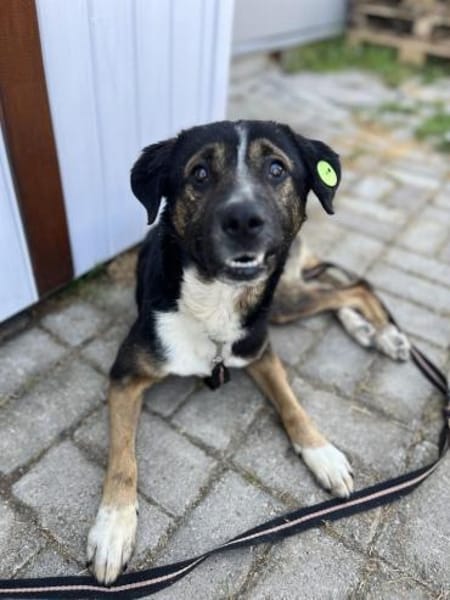 Elian - Toller Herzenshund sucht Zuhause