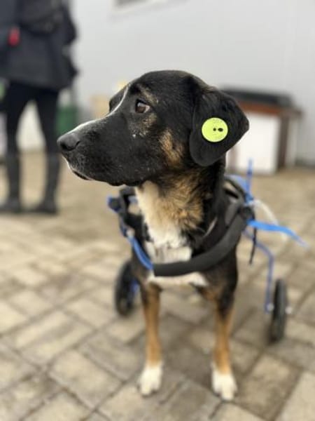 Elian - Toller Herzenshund sucht Zuhause