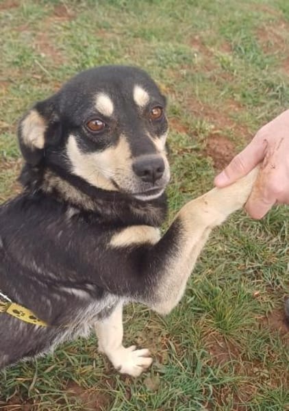 ❤Lusi- kleine Seele sucht ihr Happy End