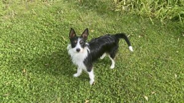 Feivel sucht ein Zuhause
