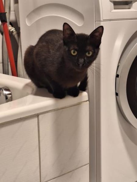 Zuhause gesucht für Muffin