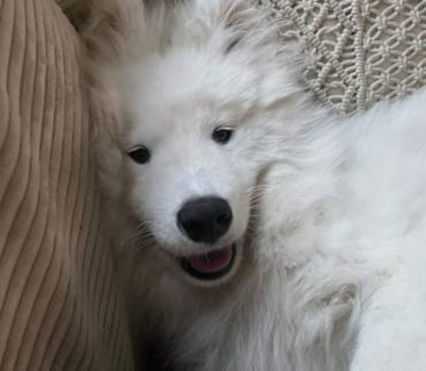 Über Koda, der Sensible