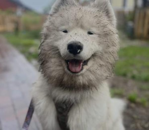 Über Koda, der Sensible