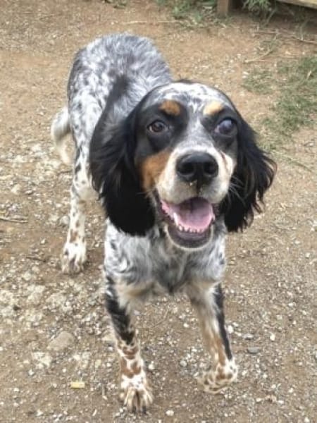 Bezaubernde Setter-Mix-Hündin LOLA