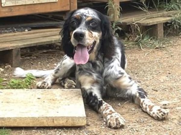 Bezaubernde Setter-Mix-Hündin LOLA