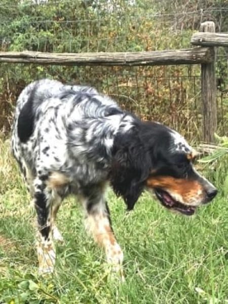 Bezaubernde Setter-Mix-Hündin LOLA