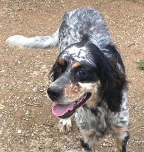 Bezaubernde Setter-Mix-Hündin LOLA