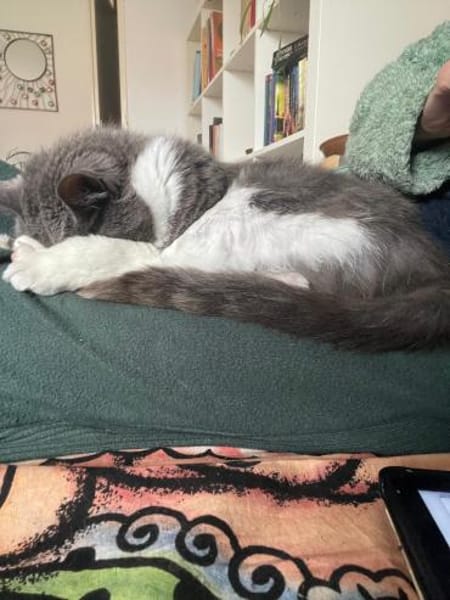 Zuhause gesucht für Gray
