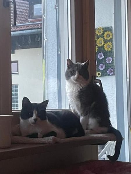 Zuhause gesucht für Gray