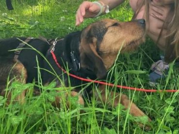 LOREEN sucht ein liebevolles Zuhause