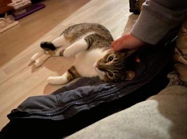 Zuhause gesucht für Manni