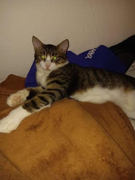 Zuhause gesucht für Findus