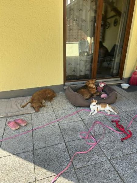 Zuhause gesucht für Lillyfee