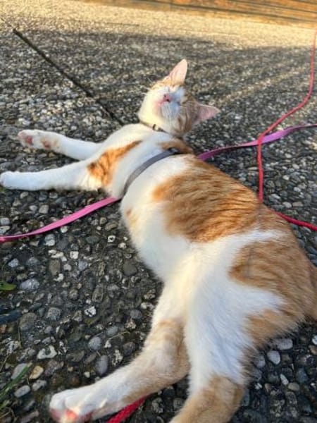 Zuhause gesucht für Lillyfee