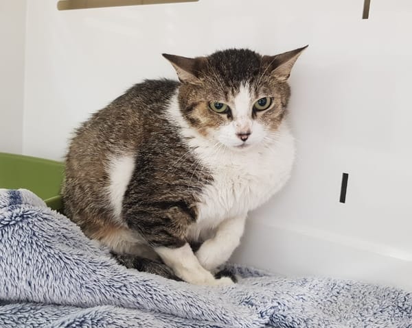 LILA
