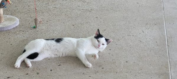 BISCUIT