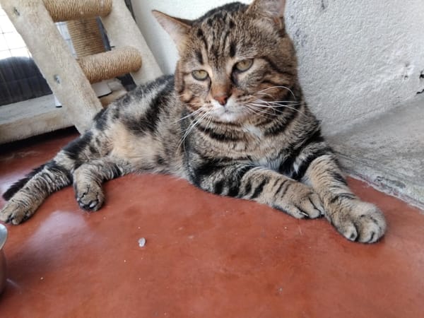 FEDOU PAB28651