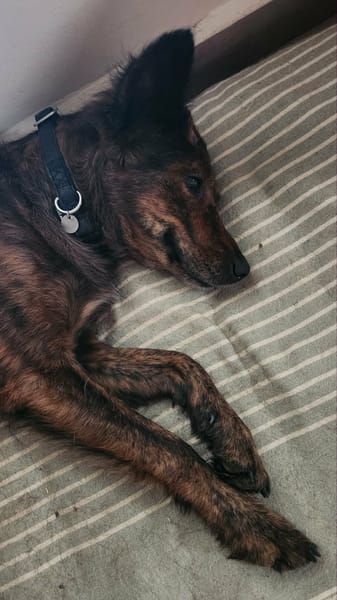 Zelda la caline