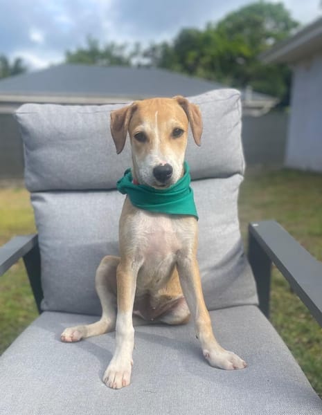 CARAMELA, Chiot Berger Créole